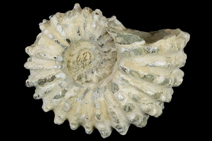Bumpy Ammonite (Douvilleiceras) Fossil - Madagascar #115588